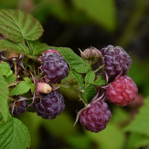 Jewel Black Raspberry