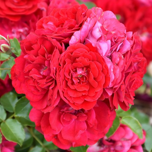 Paint The Town Rose
Easy Elegance Rose