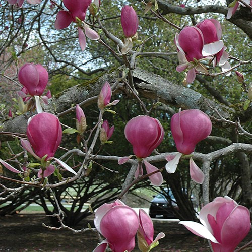 Satisfaction Saucer Magnolia