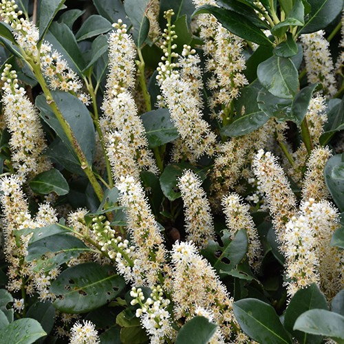 Elly Cherry Laurel
Prunus laurocerasu
