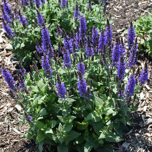 Bumbleblue Meadow Sage
salvia