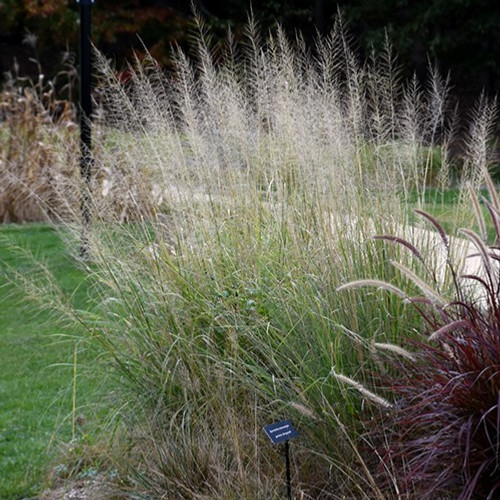 Prairie Dropseed Ornamental Grass