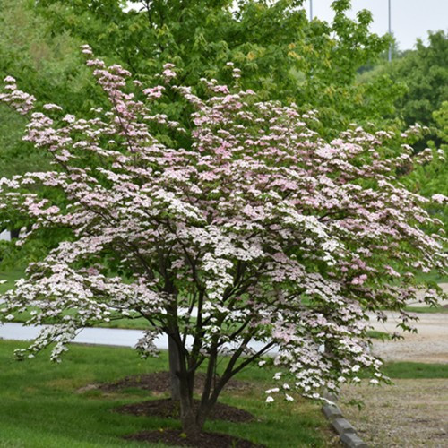 Stellar Pink Flowering Dogwood