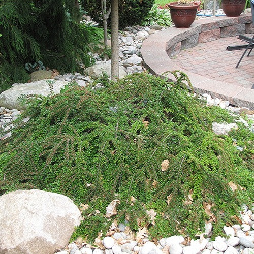 Rockspray Cotoneaster