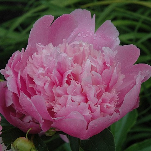 Monsieur Jules Elie Peony