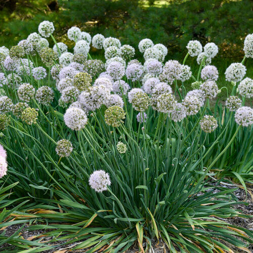 Bobblehead Ornamental Onion
Allium 
Proven Winners