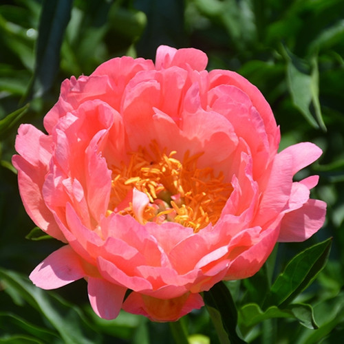 Coral Sunset Peony