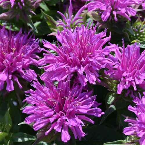 Balmy Lilac Beebalm