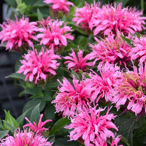 Balmy Pink Beebalm
