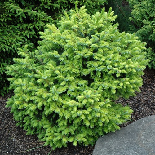 Golden Dwarf Serbian Spruce