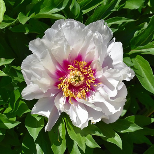 Cora Louise Itoh Peony