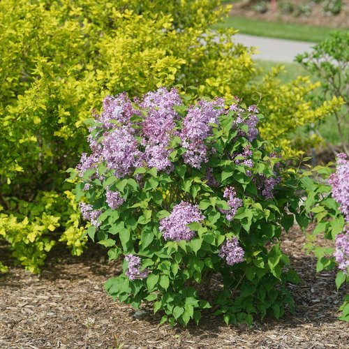 Scentara Pura Lilac 
Proven Winners