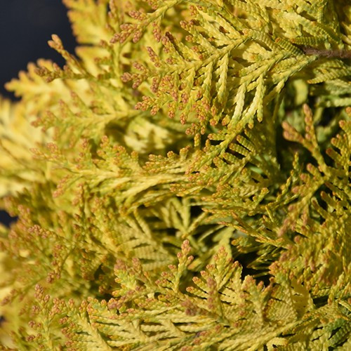 Lemon Burst Cedar
first editions