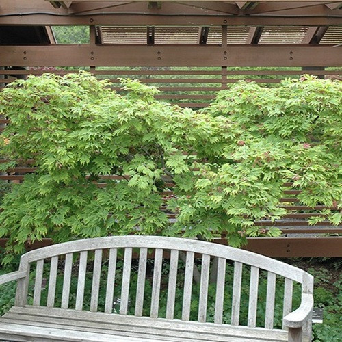 Cutleaf Fullmoon Japanese Maple
Acer japonicum Aconitifolium