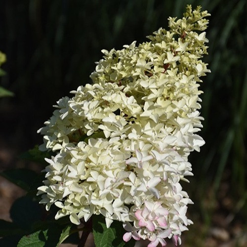Berry White Hydrangea Std tree