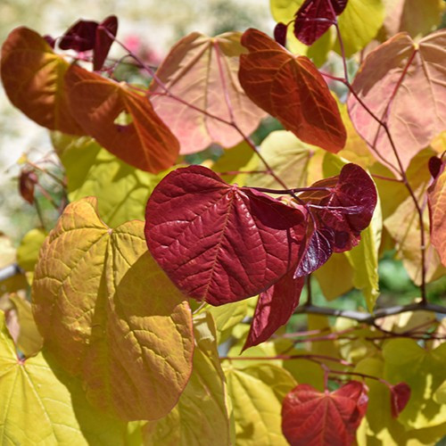 Heart's A Fire Redbud