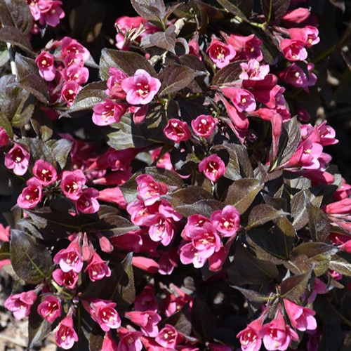 Tango Weigela