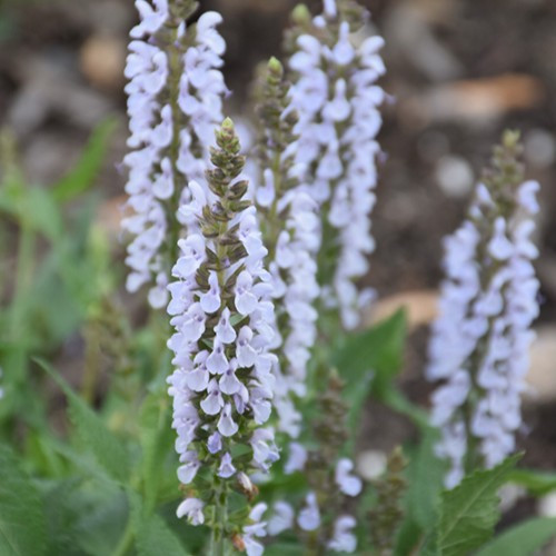 Perfect Profusion Meadow Sage