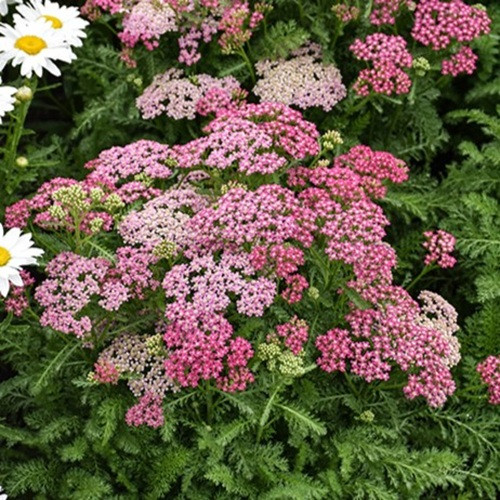 Milly Rock Rose Yarrow