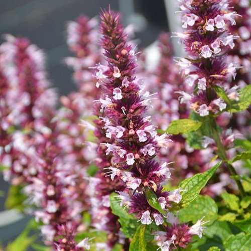 Beelicious Pink Hyssop 
Anise Hyssop, Licorice Mint, Hummingbird Mint