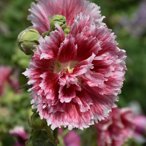 Fiesta Time Hollyhock