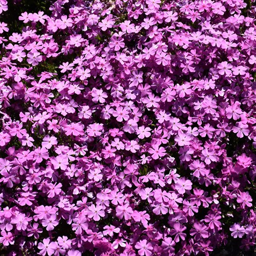 Emerald Pink Moss Phlox