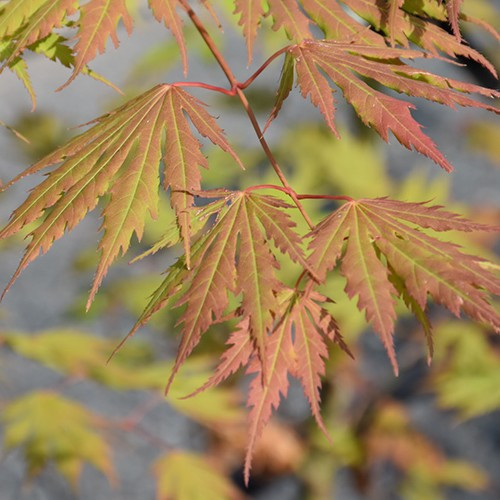 Arctic Jade Japanese Maple