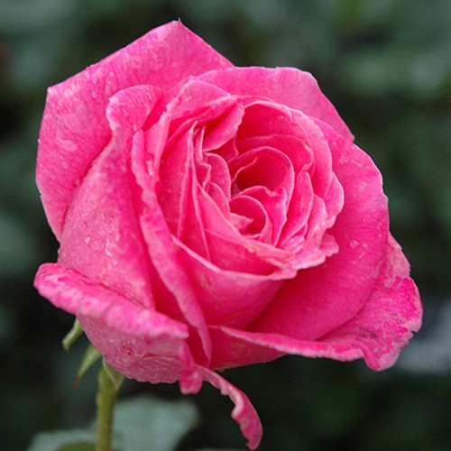 Pink Peace Hybrid Tea Rose