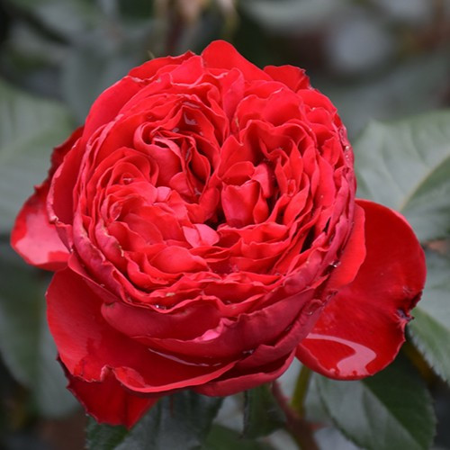 Traviata Hybrid Tea Rose