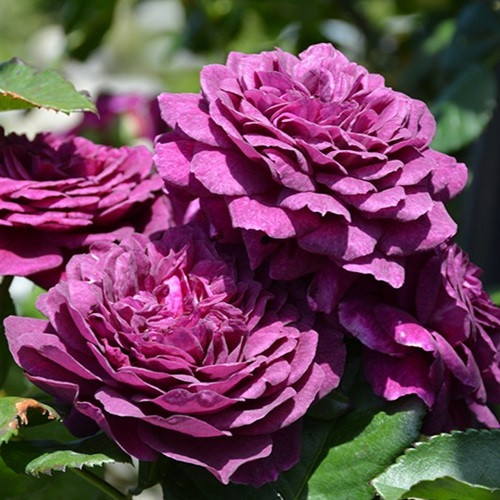 Ebb Tide Floribunda Rose
