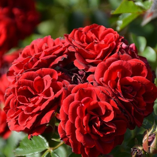 Sunblaze® Red miniature Rose 
miniature Rose