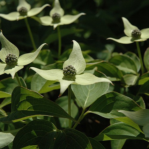 Greensleeves Flowering Dogwood Tree