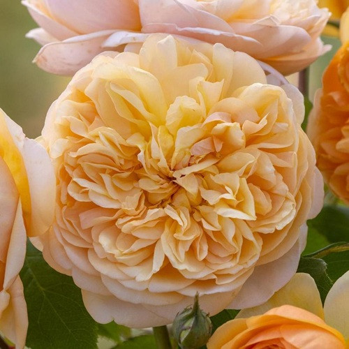 Bring Me Sunshine David Austin Rose