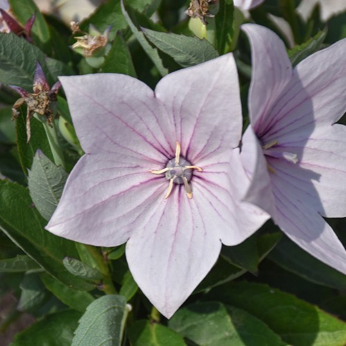 Astra Pink Balloon Flower
Platycodon grandiflorus 'Astra Pink'