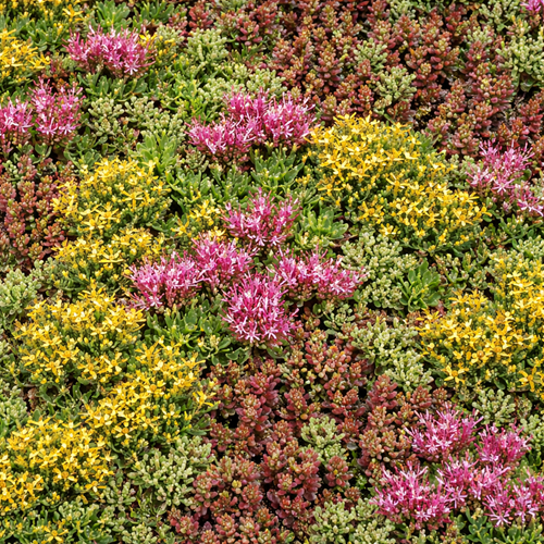 Sedum mats
green roofs
stonecrop