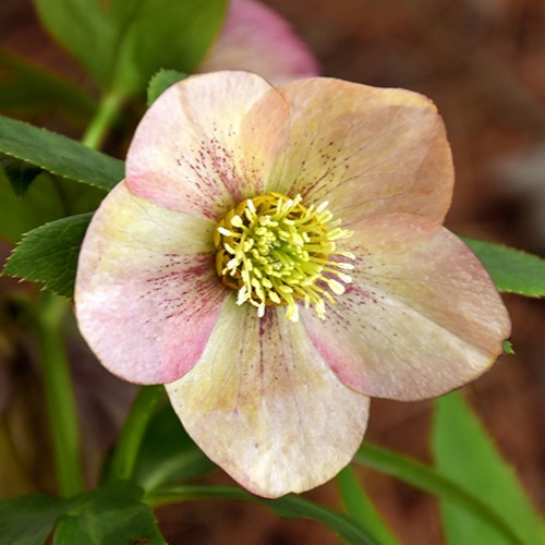 Tropical Sunset Hellebore
Helleborus 
honeymoon series
