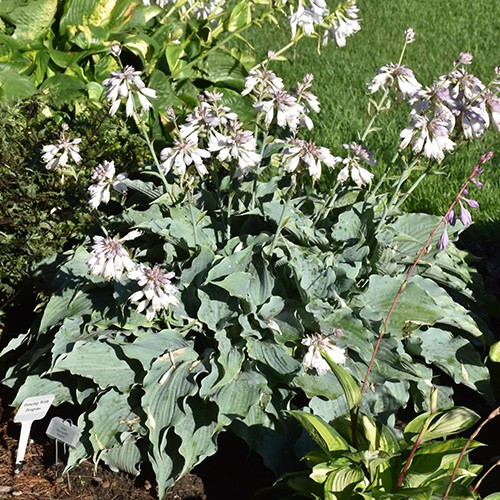 Dancing With Dragons Hosta