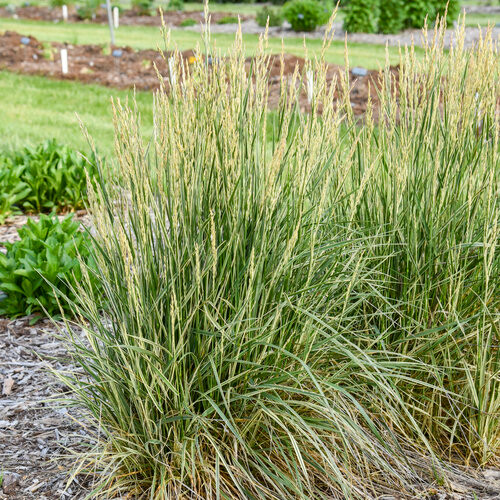Perfect Edging Tall Fescue
proven winners