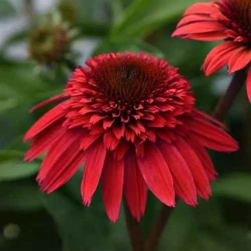 Double Scoop Strawberry Deluxe Coneflower