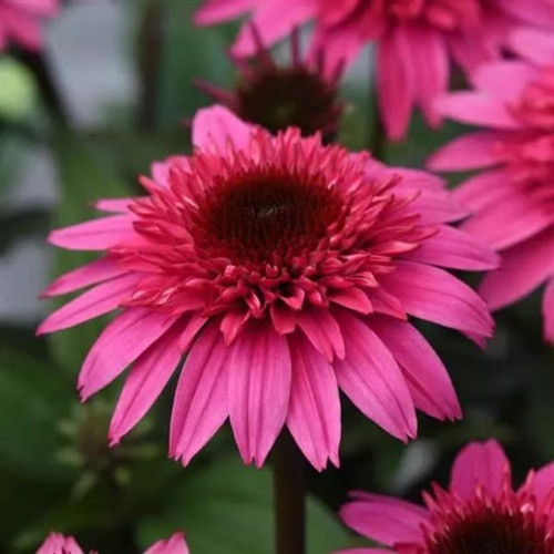 Double Scoop Watermelon Deluxe Coneflower
