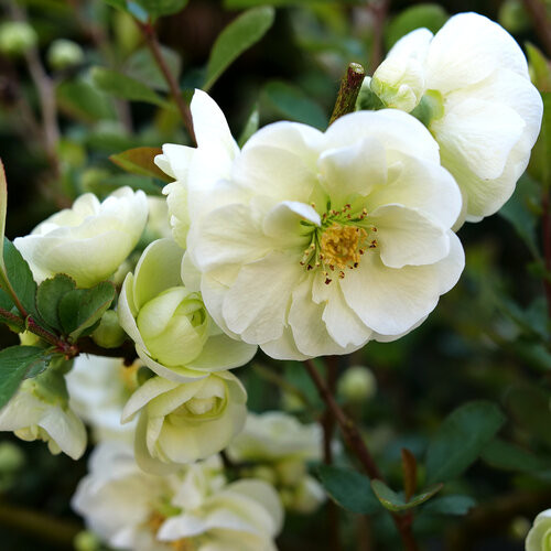 Double Take Eternal White Flowering Quince