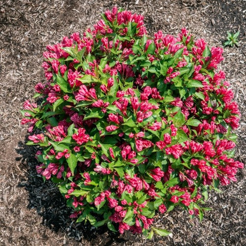 Watermelon Kisses Weigela