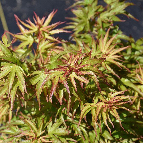 Kamagata Japanese Maple
Dwarf Japanese Maple