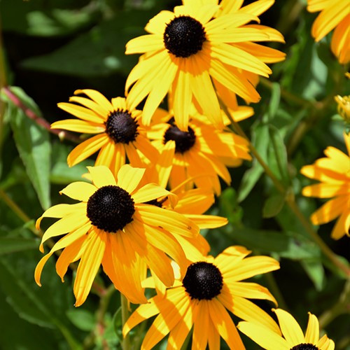 Goldsturm Black Eyed Susan Goldsturm Black Eyed Susan