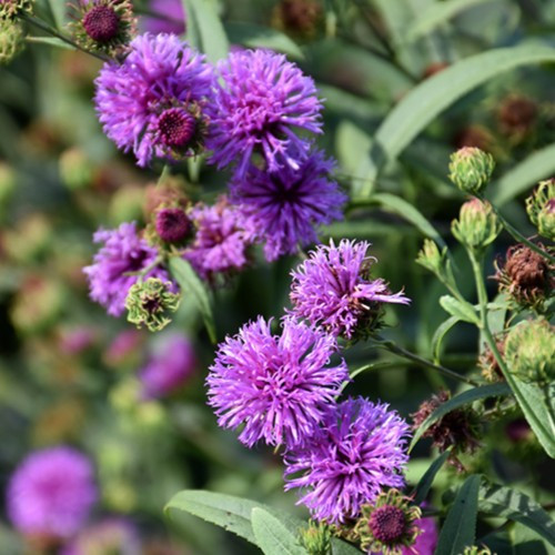 New York Ironweed 
Vernonia noveboracensis