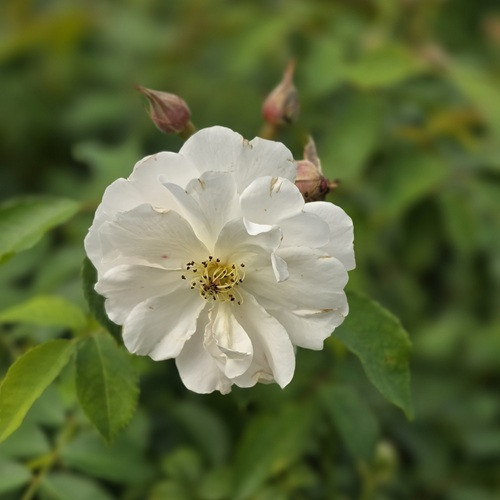Nitty Gritty White Rose