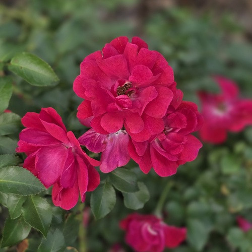 Nitty Gritty Pink Rose