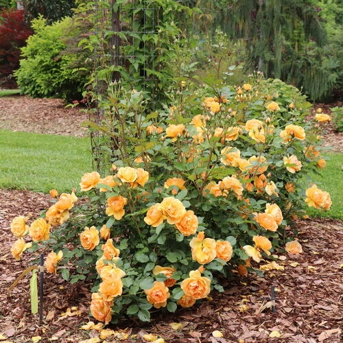 Reminiscent Ginger Rose
Proven Winners