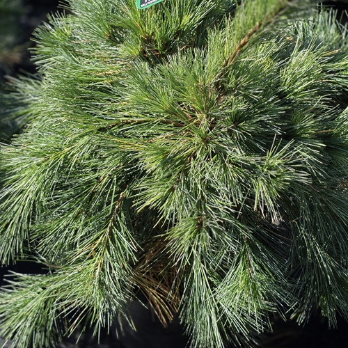 Ground Hugger White Pine
Iseli