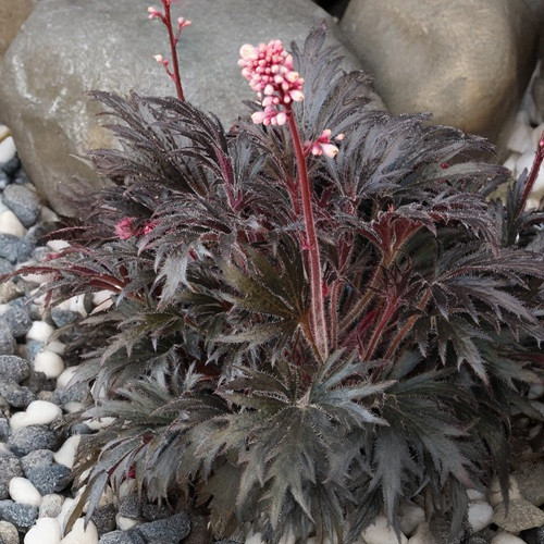 Fyre Wing Jet Heuchera
Fyre Wing Jet Coral Bells